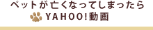ペットが亡くなってしまったら…Yahoo!動画